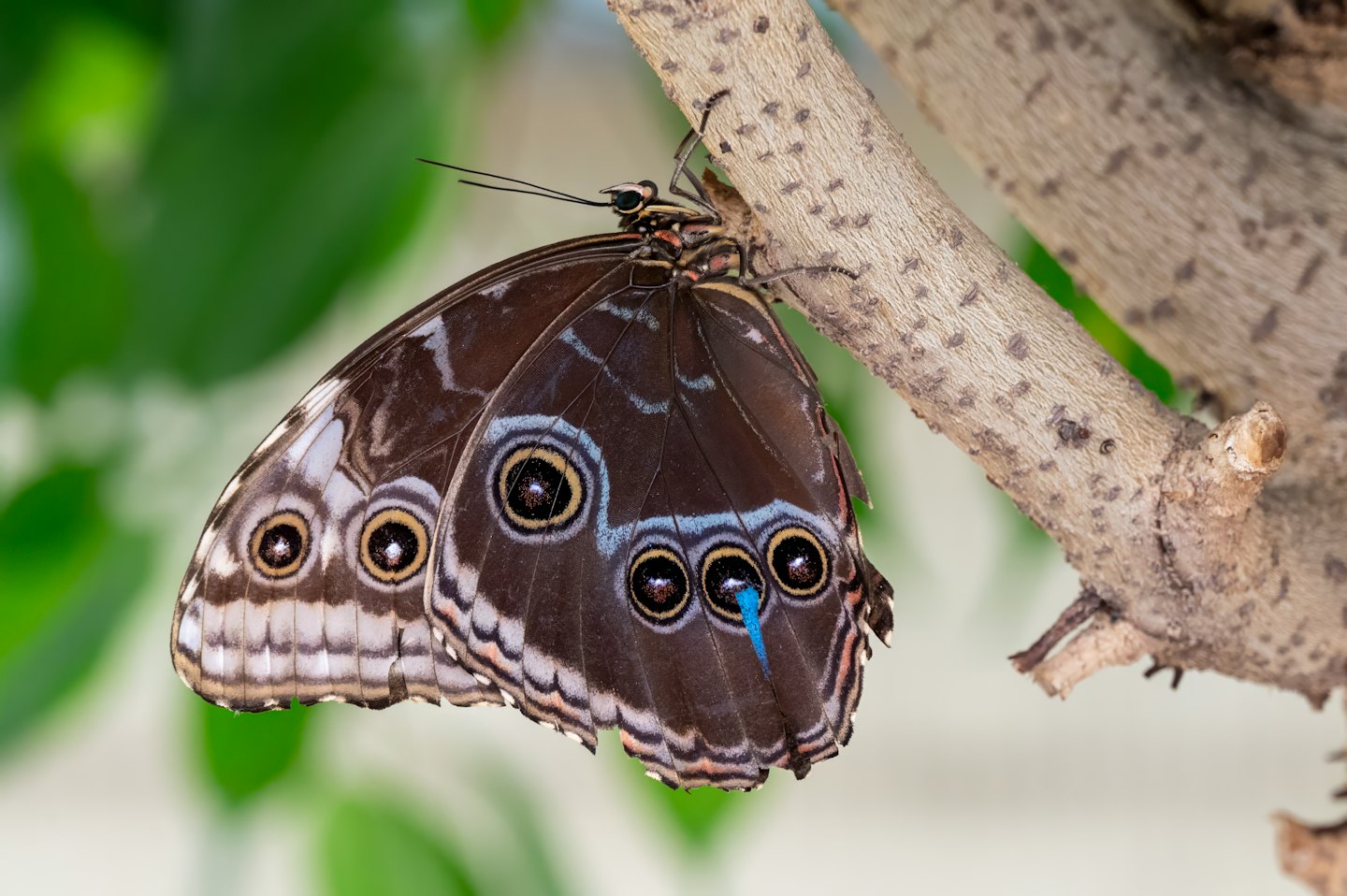 Niebieska papilio blumea spoczywa na brązowej gałęzi drzewa.